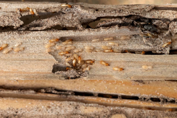 Best Termite Control Services  in Nampa, ID