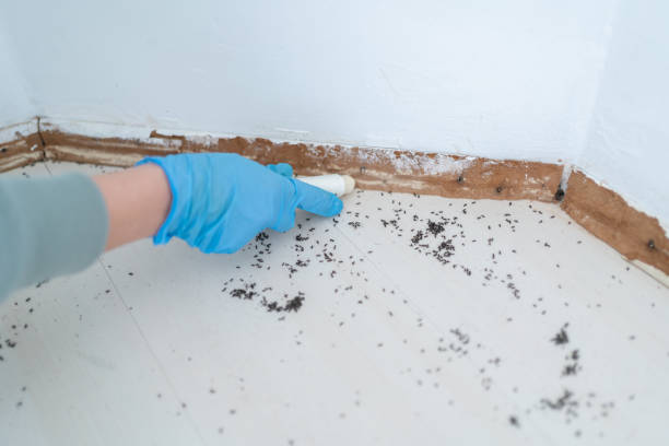 Best Best Pest Control Companies  in Nampa, ID